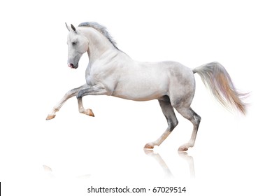 Grey Akhal-teke Horse Isolated