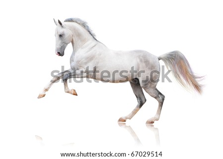 grey akhal-teke horse isolated