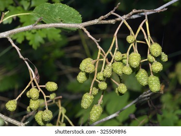 Grey Alder Cones - Alnus Incana