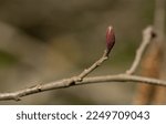 A grey alder little branch with buds. Alnus incana buds. Riparian habitat. Riparian species.
