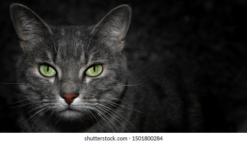 Grey alley cat with bright green eyes watchind the camera darks night background and striped pattern