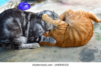 Short Grooming Images Stock Photos Vectors Shutterstock