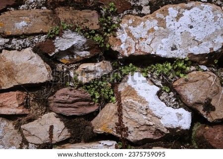 The grey ancient rocky background wall rough closeup with moss and green leaves plants . stones textured background. Irish fence. Wall texture. Stone wall texture. 