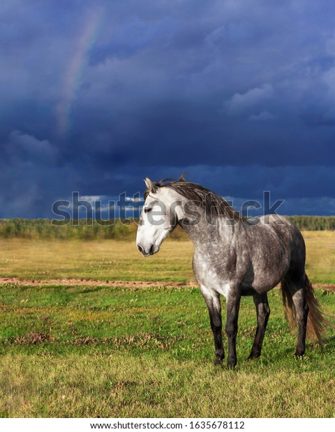 Grey\
andalusian breed horse standing in a bright scenic field in summer\
against gloomy dark blue sky before rain.\

