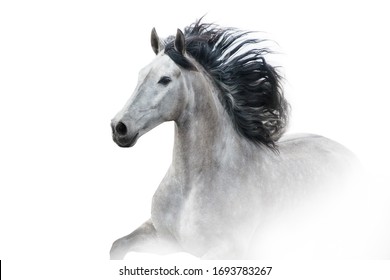 Grey andalusian horse with long mane close up portrait on white background. High key image