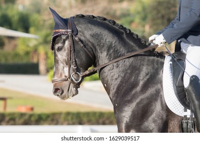 Grey Anglo Arabian Horse In Dressage