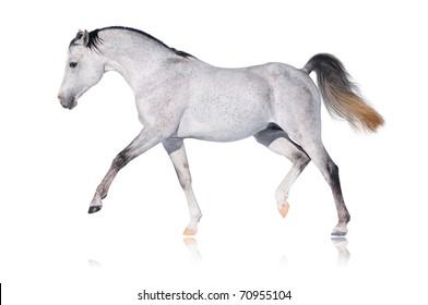 Grey Arabian Horse Isolated