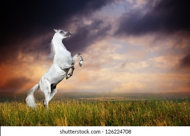 A Grey Arabian Horse Rearing