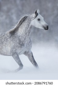 Grey arabian horse running during snowstorm across winter snowy field. Side view.