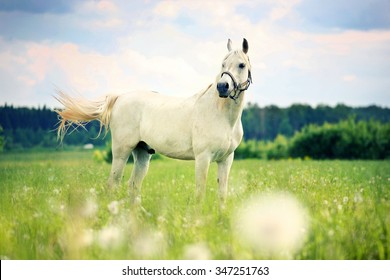 Grey Arabian horse standing in the field of dandelions