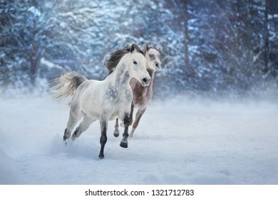 Grey arabian horses run gallop in snow 