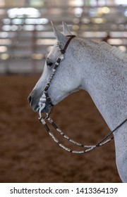 Grey Arabian Horses As Western Show Horses At A Horse Show. 