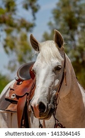 Grey Arabian Horses As Western Show Horses At A Horse Show. 