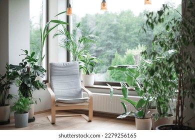 Grey armchair, indoor plants, monstera, palm trees. Urban jungle apartment. Biophilia design. Cozy tropical home garden. Home gardening. Gardening, hobby concept Eco friendly decor of living room
