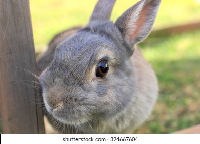 Grey baby rabbit - Powered by Shutterstock