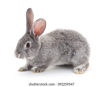 Grey Baby Rabbit On A White Background.