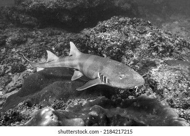 The Grey Bamboo Shark, Chiloscyllium Griseum, Is A Species Of Carpet Shark In The Family Hemiscylliidae, Found In The Indo-West Pacific Oceans. Scuba Diving Nusa Penida Manta Point In Bali, Indonesia