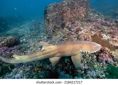 The Grey Bamboo Shark, Chiloscyllium Griseum, Is A Species Of Carpet Shark In The Family Hemiscylliidae, Found In The Indo-West Pacific Oceans. Scuba Diving Nusa Penida Manta Point In Bali, Indonesia