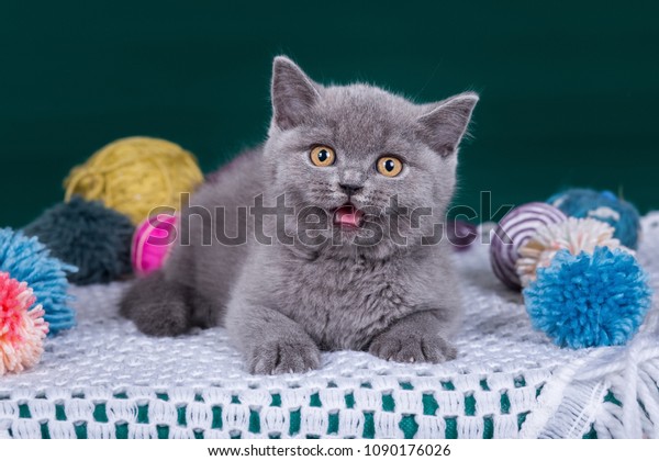 Grey Beautiful Cute British Shorthair Cat Royalty Free Stock Image