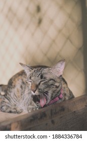 Grey And Black Stripe Kitten Lying Lazily In Cat House.Yawning Show Pink Tounge.Cozy Vibe.