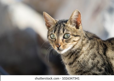 3,349 Skinny cat Images, Stock Photos & Vectors | Shutterstock