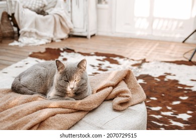 Grey British Cat Lying Sleeping In Light Of Sun In White Shabby Chic Vintage French Provence Country Interior With Cow Hide Rug, Cozy Wooden Parquet, Painted Furniture, Antique Vases, Retro Objects
