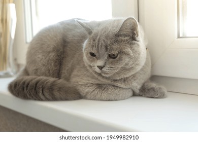 Grey British Cat Sits On A Window Seat.