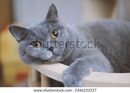 The grey British Shorthair cat looks curiously at its pet owner in front of the camera and yawns occasionally trying to sleep