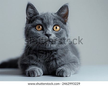 Similar – Image, Stock Photo Cute domestic British shorthair golden cat sitting on wooden surface in apartment and looking away