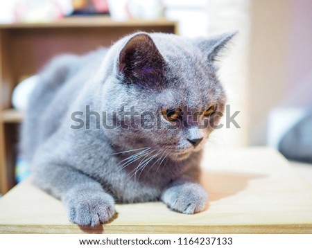 A grey British Shorthair cat sitting on wooden shelf and looking at something.