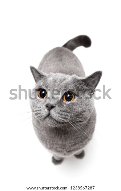 Grey British Shorthair Cat Standing On Stock Photo Edit Now