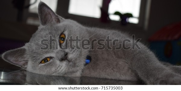 Grey British Shorthair Cat Yellow Eyes Stock Photo Edit Now