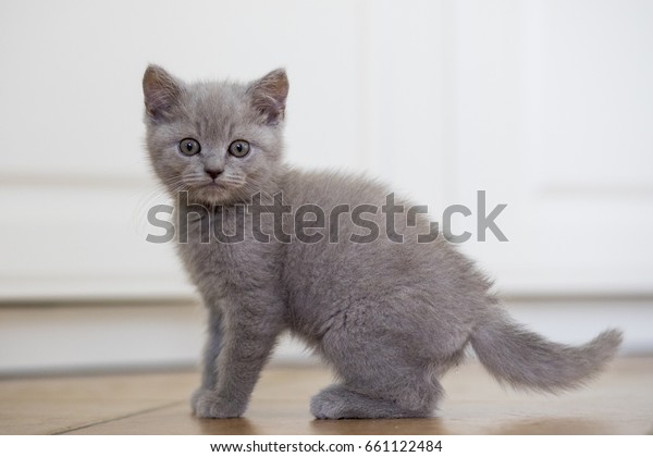 Kittens Short Hair Gray