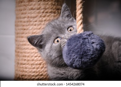 Blue British Kitten Images Stock Photos Vectors Shutterstock