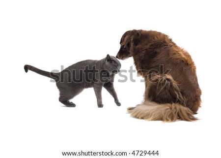 Grey British Shorthaired Cat Dog Sniffing Stock Photo Edit Now