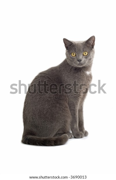 Grey British Shorthaired Cat Sitting Down Stock Photo Edit Now