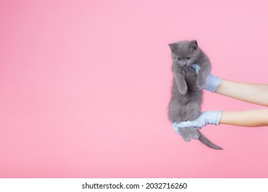 Pussy kat