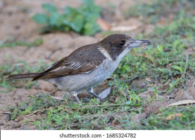 Grey Butcherbird Eating A Moth.