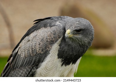 Grey Buzzard Eagle AKA Chilean Blue Eagle, Geranoaetus melanoleucus, head shot
