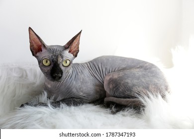 Sphynx Cat Images Photos Et Images Vectorielles De Stock Shutterstock