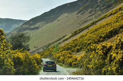 Grey Car Driving On Small Road Lined By Spring Yellow Flowers. Lake District, Cumbria, UK -Image