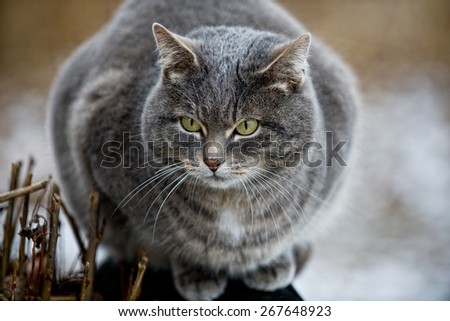 grey cat