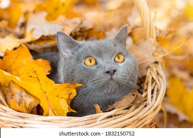 Grey cat in the basket. Cat sitting in a basket and autumn leaves . Young cat. Autumn vacation. Walking a pet. Article about cats and autumn. Yellow fallen leaves. Photos for printed products
