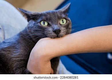 Grey cat biting a woman's arm. Playing with cat, healthy and strong fangs.
