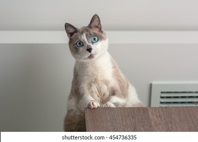 Grey Cat With Blue Eyes Looking Down