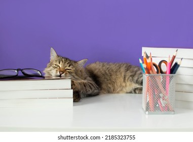 A grey cat in a bow tie on a purple background is gnawing on a book. Back to school, student-cat and school supplies. The concept of school, study, distance education. online courses. Selective focus. - Powered by Shutterstock