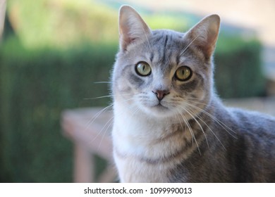 Grey Cat Closeup