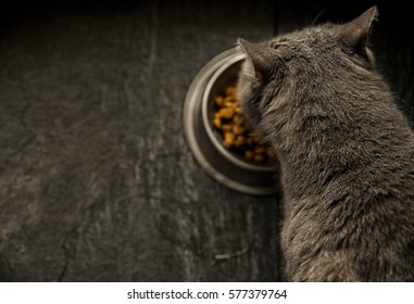 Grey Cat Eating Food