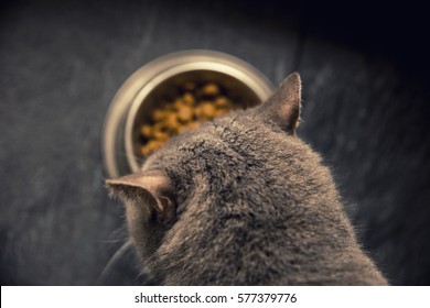 Grey Cat Eating Food