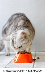 Grey Cat Eating Food From Orange Cat Bowl